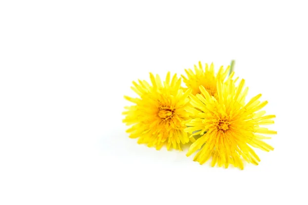 Dandelion Isolated White Background — Stock Photo, Image