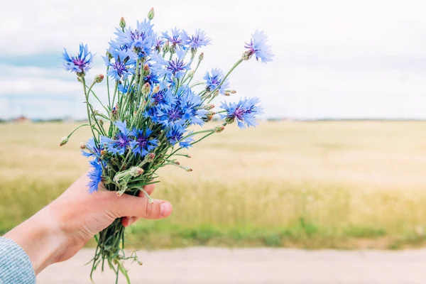 Bouquet of blue cornflowers on summer field background. Herbal field flowers. Symbol of Belarus