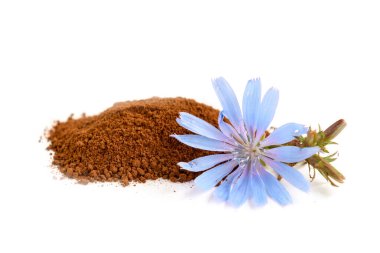 Beyaz arkaplanda Chicory izole