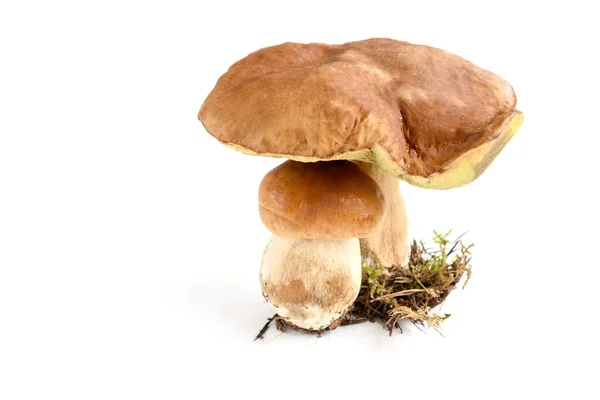 Boletus Svamp Isolerad Vit Bakgrund — Stockfoto