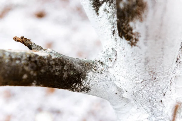 Tree care, tree bark whitewash in the season