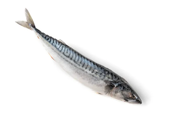 Gefrorene Makrele Isoliert Auf Weißem Hintergrund — Stockfoto