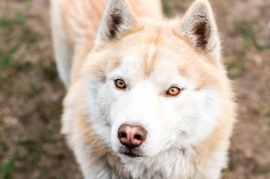 Baharın başında çimlerin üzerinde kahverengi bir köpek portresi.