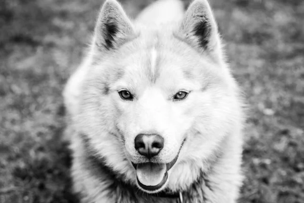 Portretul Câinelui Husky Brun Iarbă Începutul Primăverii — Fotografie, imagine de stoc