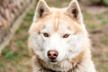 Baharın başında çimlerin üzerinde kahverengi bir köpek portresi.