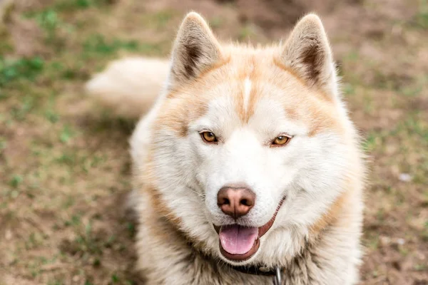 Portrait Brown Husky Dog Grass Early Spring Stock Image