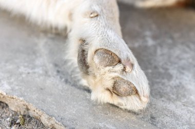 Pis köpek pençeleri yakın plan