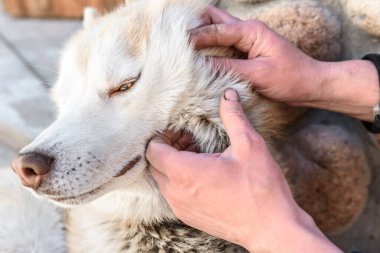 Köpeklerde böcek arayan insanlar..