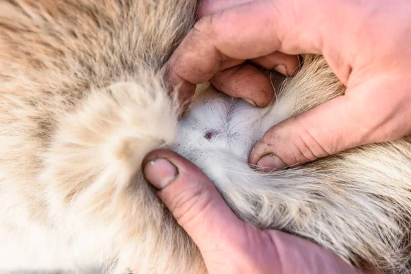 Köpeklerde böcek arayan insanlar..