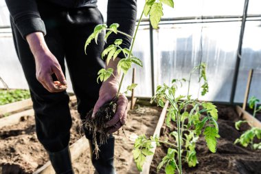 Bahçıvan elleri toprağa tohum ekiyor..