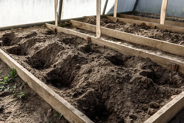 Serada filizlenen domatesler..