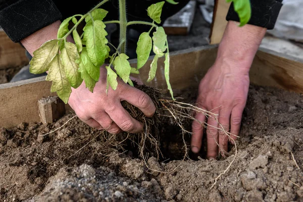 Gardener Hands Planting Tomatoes Seedling Soil — Stock Photo, Image