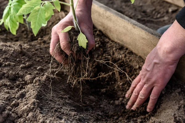 Gardener Hands Planting Tomatoes Seedling Soil — Stock Photo, Image