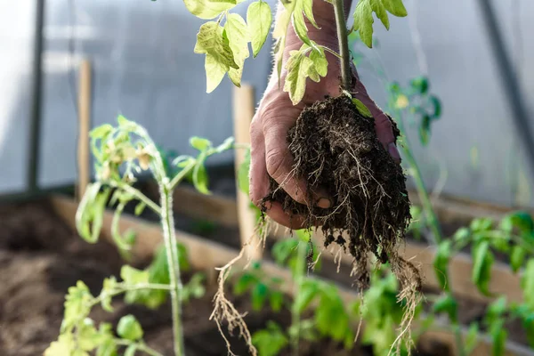 Gardener Hands Planting Tomatoes Seedling Soil — Stock Photo, Image