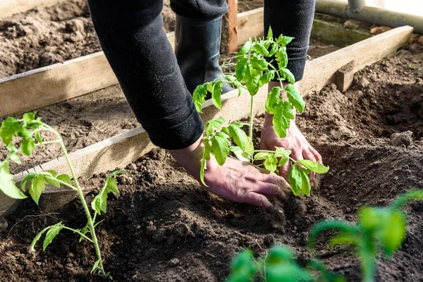 Gardener Hands Planting Tomatoes Seedling Soil — Stock Photo, Image