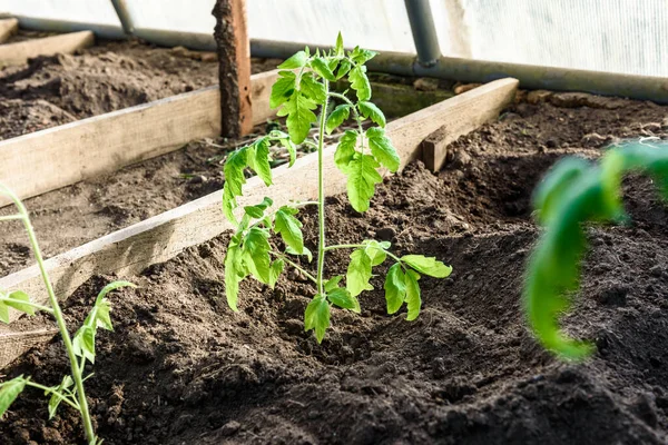 Gardener Hands Planting Tomatoes Seedling Soil — Stock Photo, Image