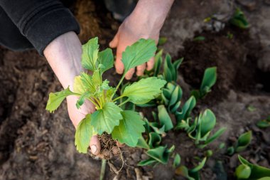 Bahçıvanın elleri toprağa Aster çiçeği dikiyor..