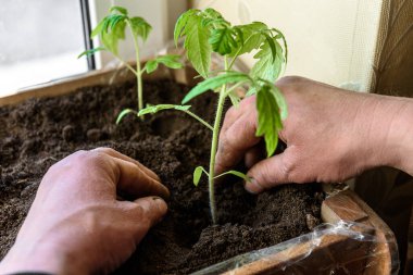 Bahçıvan elleri toprağa tohum ekiyor..
