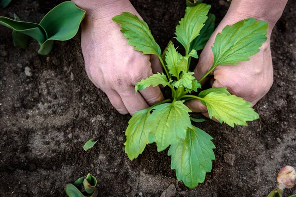 Gardeners Hands Planting Aster Flowers Soil — Stock Photo, Image