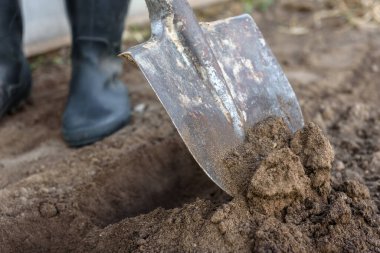 Bahçıvan bahçede kazı yapıyor. İlkbaharın başında ekime hazırlanan toprak..