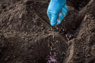 Çiftçi toprağa granüle gübre veriyor.