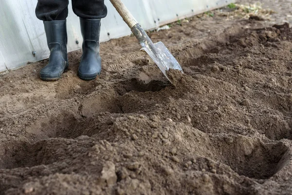 Bahçıvan bahçede kazı yapıyor. İlkbaharın başında ekime hazırlanan toprak..