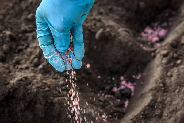 Çiftçi toprağa granüle gübre veriyor.