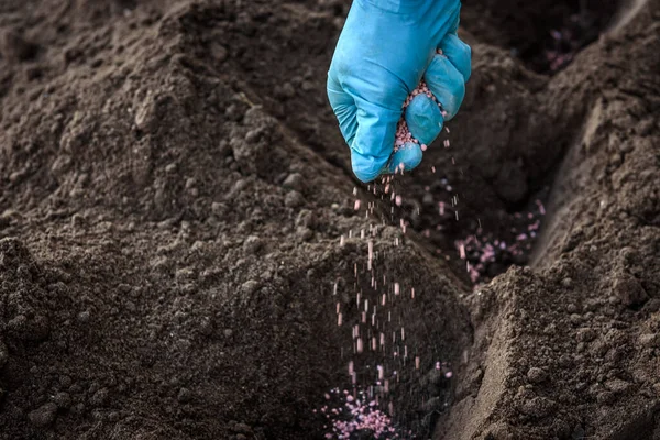 Çiftçi toprağa granüle gübre veriyor.