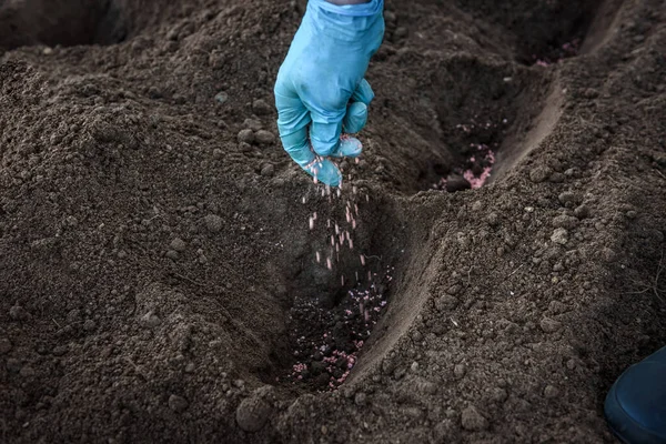 Farmer Giving Granulated Fertilizer Ground — Stock Photo, Image