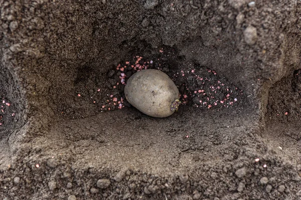 Potato Tubers Planting Ground Early Spring — Stock Photo, Image