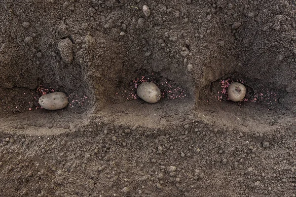 Potato Tubers Planting Ground Early Spring — Stock Photo, Image