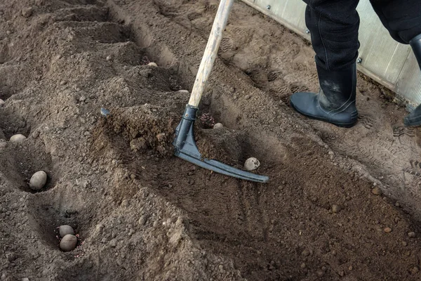 Potato Tubers Planting Ground Early Spring Farmer Working Garden Rake — Stock Photo, Image