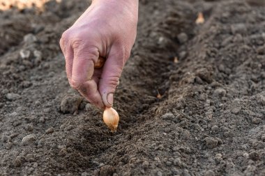 Baharın başında toprağa soğan ekiyorum..