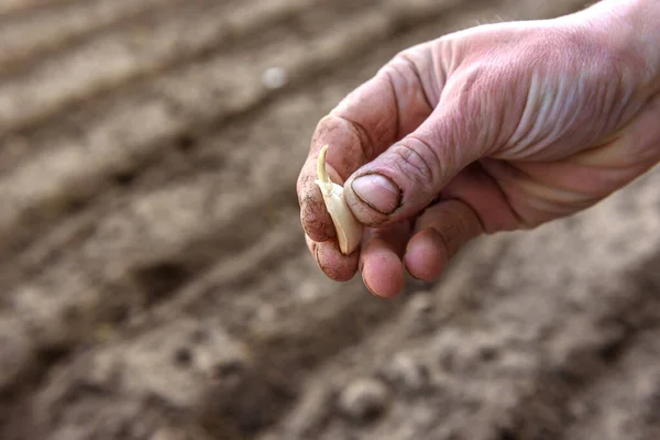 Planting Garlic Soil Early Spring — Stock Photo, Image