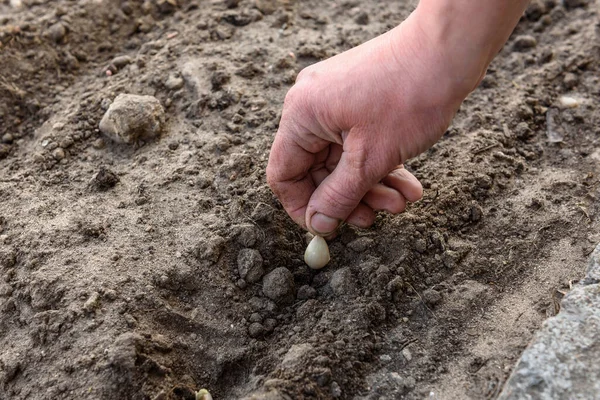 Planting garlic in the soil in early spring.
