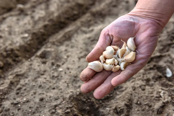Planting garlic in the soil in early spring.