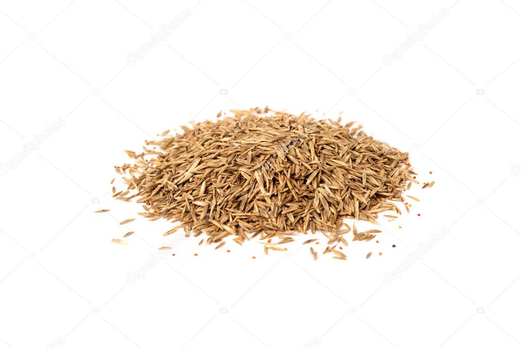 Lawn grass seeds isolated on white background.