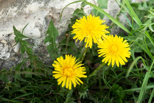 Blühende Gelbe Löwenzahne Frühling — Stockfoto