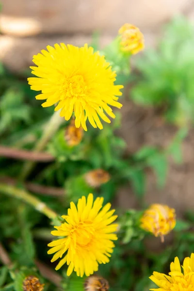 Цветущие Желтые Одуванчики Весной — стоковое фото