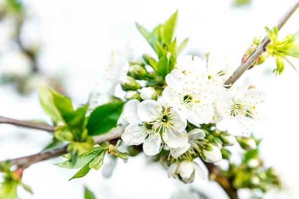Ramas Primavera Árboles Florecientes Cerezo Flores Blancas Fondo Borroso — Foto de Stock