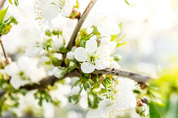 Ramas Primavera Árboles Florecientes Cerezo Flores Blancas Fondo Borroso — Foto de Stock