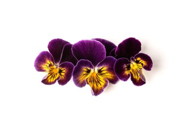 beyaz arkaplanda izole edilmiş mor nonoş.