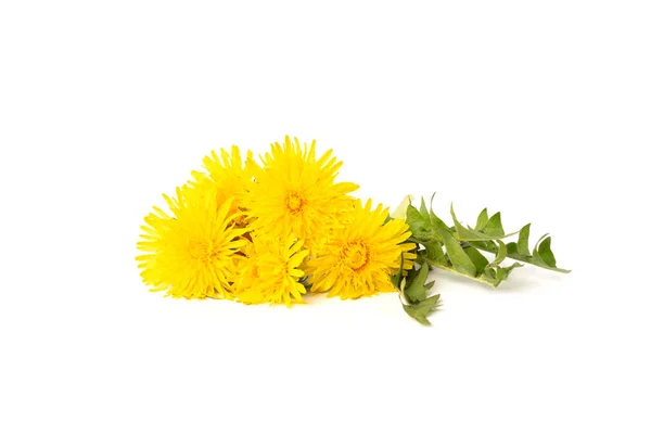 Yellow Dandelion Isolated White Background — Stock Photo, Image