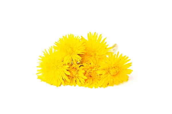 Yellow Dandelion Isolated White Background — Stock Photo, Image