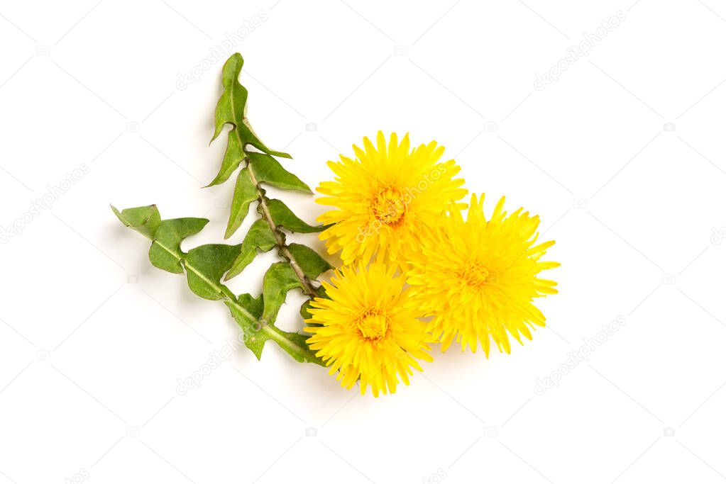 Yellow dandelion isolated on white background.