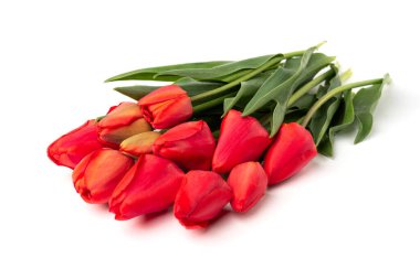 Beyaz arkaplanda kırmızı laleler izole edildi.
