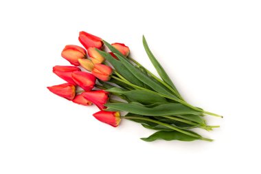 Beyaz arkaplanda kırmızı laleler izole edildi.