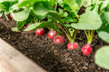 Bahçe toprağında genç turp bitkisi.
