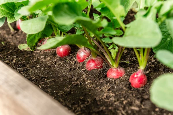 Bahçe toprağında genç turp bitkisi.