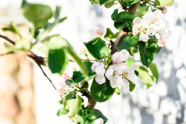 İlkbaharda açan elma dalı.